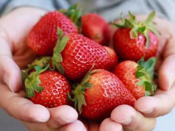 Wie können Erdbeeren das Gehirn, das Herz und das Immunsystem schützen? Wie können Erdbeeren das Gehirn, das Herz und das Immunsystem schützen?